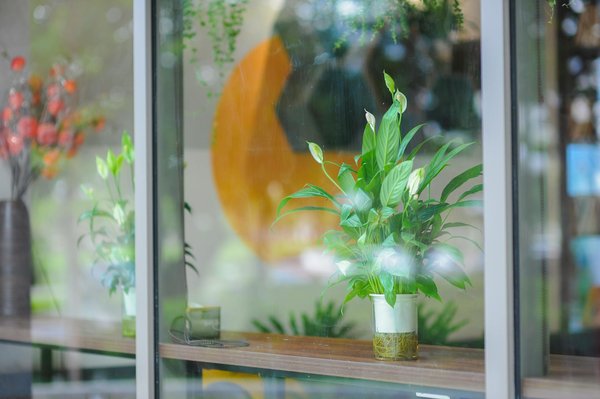 Reverdir notre planète : La reforestation comme solution clé pour la restauration des sols abîmés